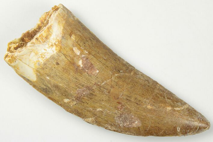 3.63" Serrated, Carcharodontosaurus Tooth - Huge Dinosaur Tooth!